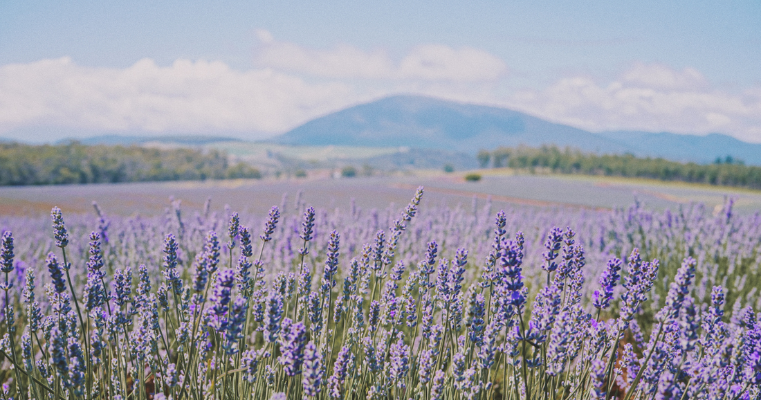 Lavender Season in France: A Tradition in Full Bloom